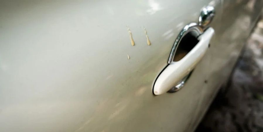 Seattle Auto Detail and Tint